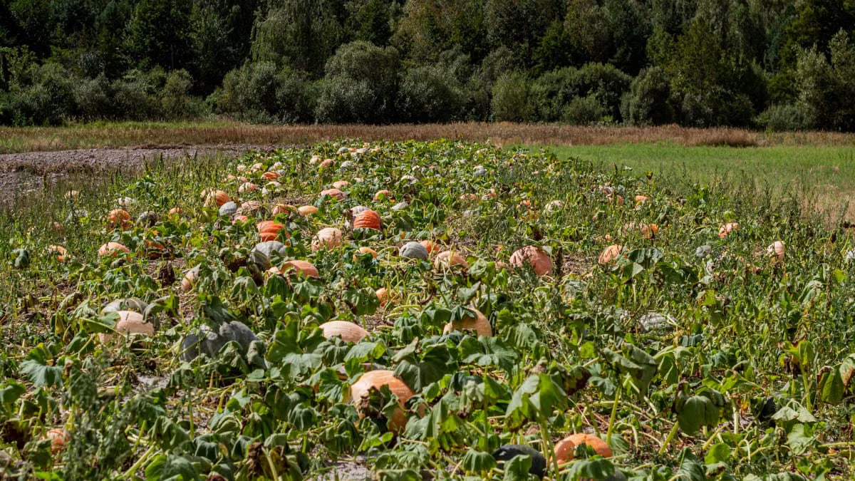 Vibrant summer scene of a lush pumpkin field under a bright sky.